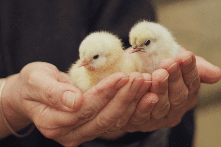 Pisklęta trzymane na dłoniach