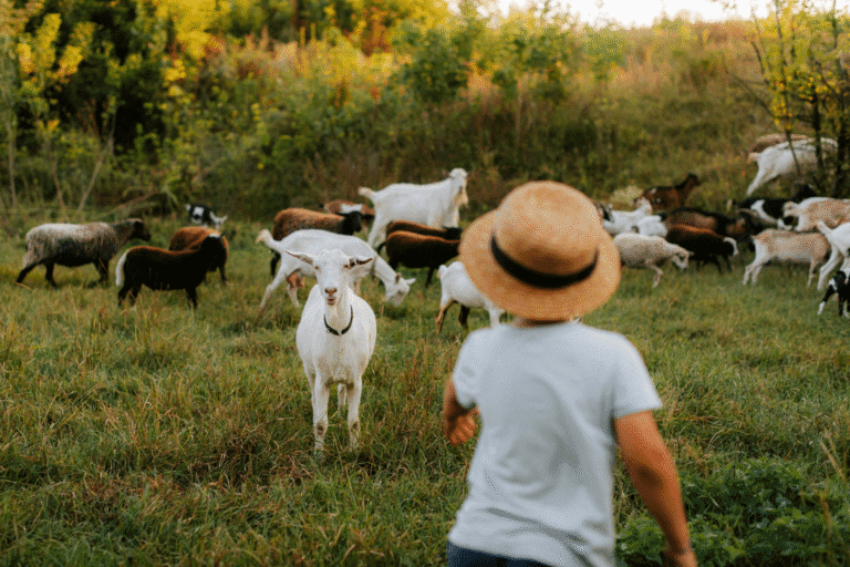 Chłopiec z kozami